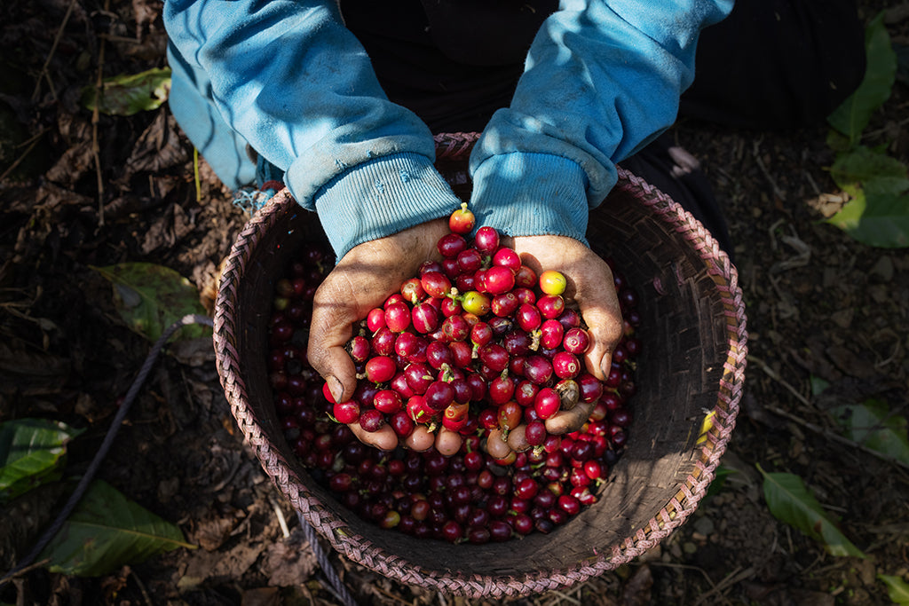 中美洲咖啡產業在新冠肺炎疫情之後面臨了許多挑戰