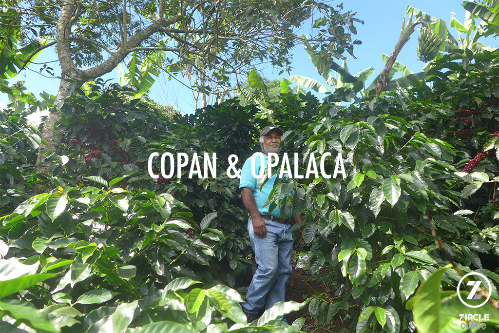 Genuine Honduran Coffee Regions: Copan and Opalaca